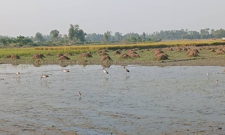 টাঙ্গাইলের বিলছায়া বিলে সাদা বক পাখির আনাগোনা