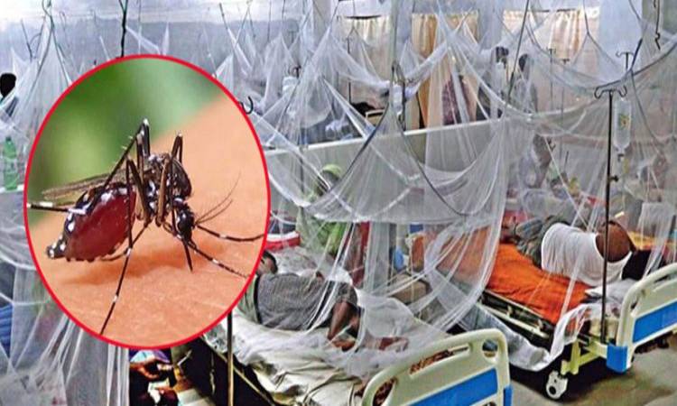 ডেঙ্গুতে আরও ৭ জনের মৃত্যু, হাসপাতালে ভর্তি ৫৯৬