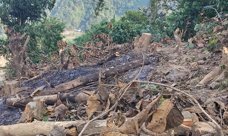 লামায় গাছে আগুন লাগিয়ে জায়গা দখলচেষ্টার অভিযোগ