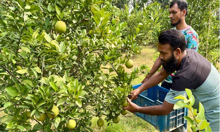সিংড়ায় বাণিজ্যিকভাবে চাষ হচ্ছে মিশরীয় মাল্টা