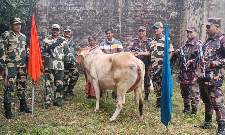 হিলিতে বিজিবি-বিএসএফের পতাকা বৈঠকে ভারতীয় গরু হস্তান্তর