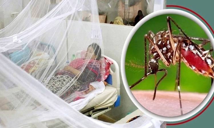 ডেঙ্গুতে আরও ৪ জনের মৃত্যু, হাসপাতালে ভর্তি ৪৪৪