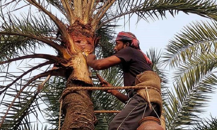 খেজুর গাছের রস ও গুড় তৈরিতে গাছিদের ব্যস্ততা