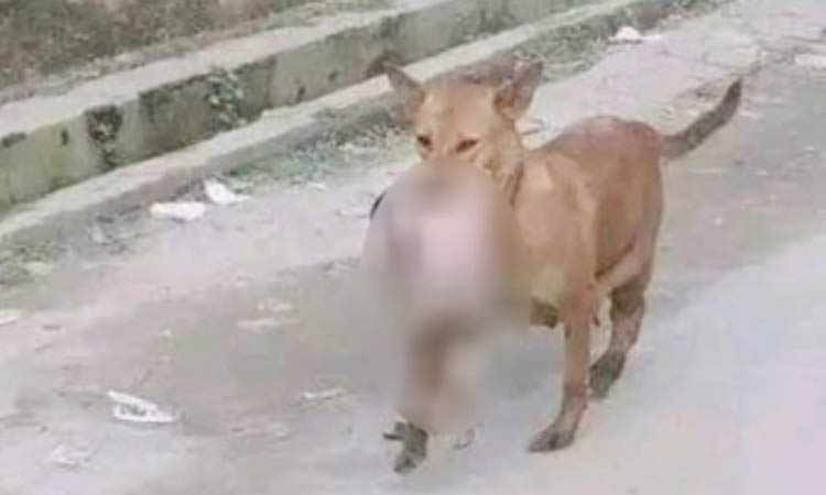 তিন কুকুরে টানছিল পড়ে থাকা নবজাতক