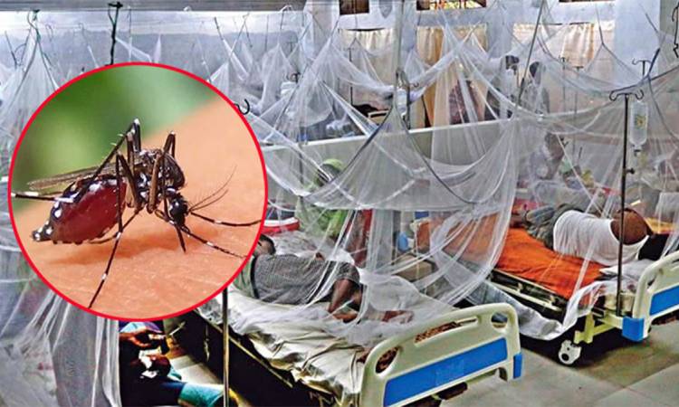 ডেঙ্গুতে আরও ৩ জনের মৃত্যু, হাসপাতালে ভর্তি ৩১৬