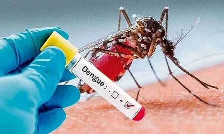 ডেঙ্গুতে আরও ১ জনের মৃত্যু, হাসপাতালে ভর্তি ১০৭