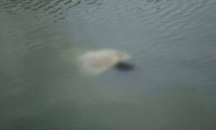 মেঘনা নদীতে ডুব দিয়ে যুবকের মরদেহ উদ্ধার