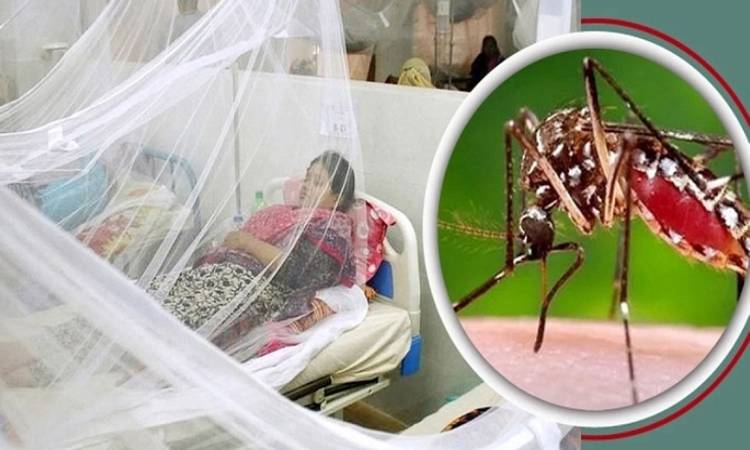 ডেঙ্গুতে আরও ৫ জনের মৃত্যু, হাসপাতালে ভর্তি ২৭৪