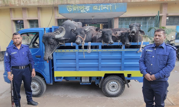 কুড়িগ্রামে ছিনতাই হওয়া সাত মহিষ ২৪ ঘণ্টায় উদ্ধার