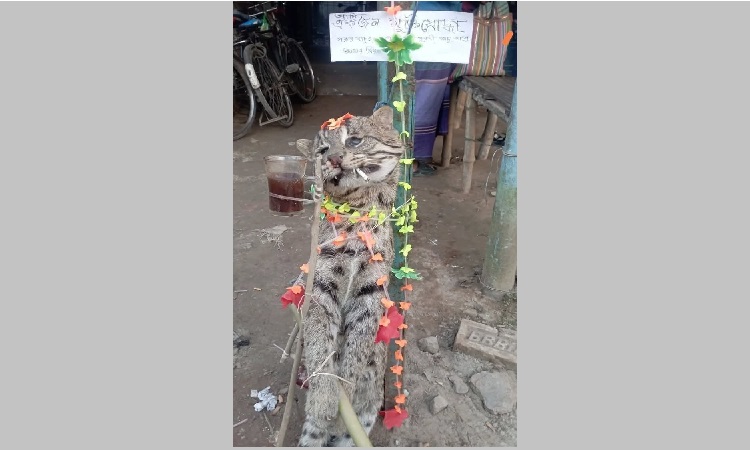 কালীগঞ্জে মেছো বিড়াল হত্যার ঘটনায় গ্রেফতার ২