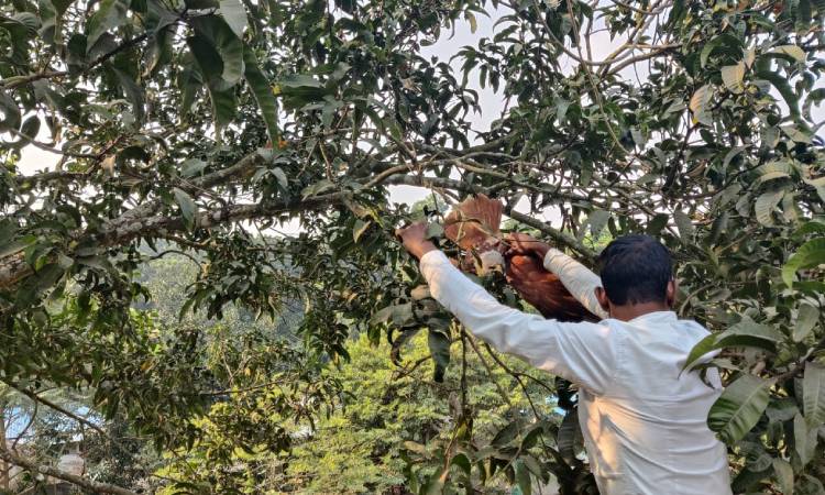 খানসামায় আহত বাজপাখিকে উদ্ধার করে অবমুক্ত