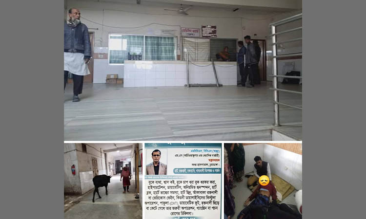 হাসপাতালে গরুর অবাধ বিচরণ, মেঝেতে রোগীর চিকিৎসা নিয়ে প্রশ্ন