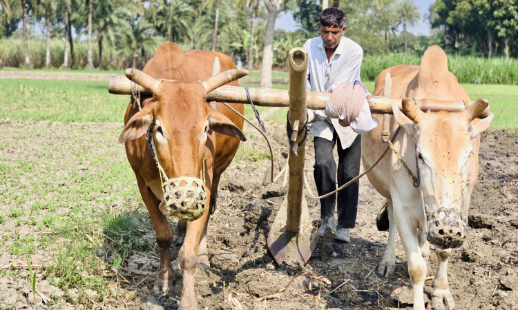 গরু দিয়ে হালচাষ বিলুপ্তির পথে