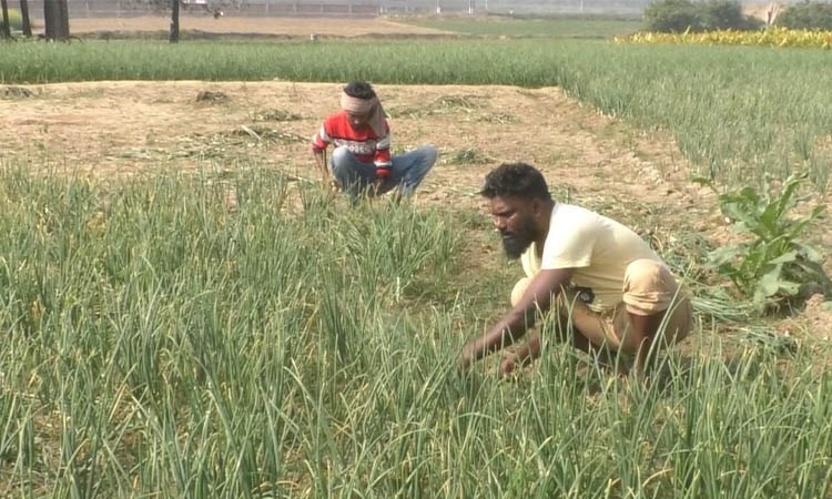 মুড়িকাটা পেয়াঁজ উত্তোলনে ব্যস্ত কৃষক : দাম নিয়ে অসন্তোষ