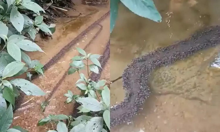 প্রবাহিত পানির উপর পিঁপড়ার সেতু