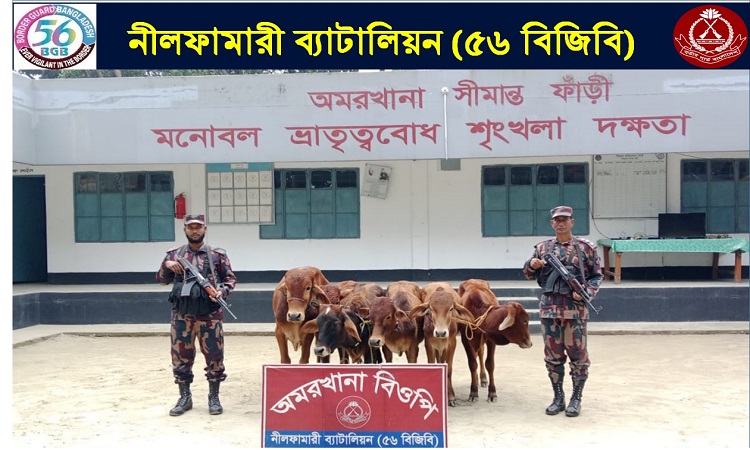 পঞ্চগড়ে ৬টি ভারতীয় গরু আটক করেছে বিজিবি