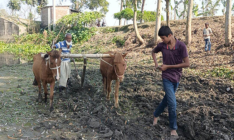 আধুনিক যুগে ঘোড়া দিয়ে হাল চাষে চলে বৃদ্ধ মমিনের সংসার