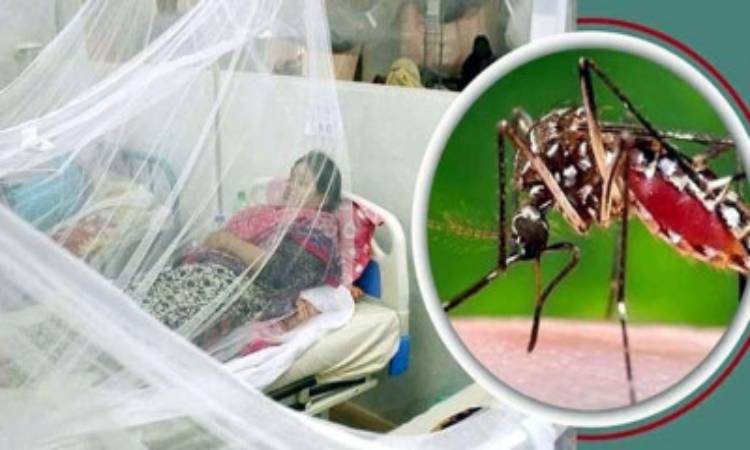 ডেঙ্গুতে বছরের প্রথম মৃত্যু, হাসপাতালে ভর্তি ৫৬