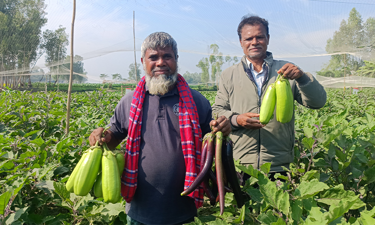 সাদা-কালো বেগুন চাষে কৃষক রবিউলের বাজিমাত