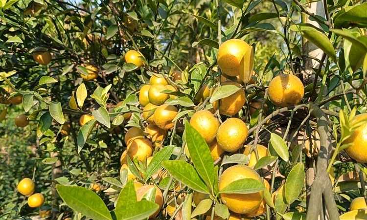 কমলা চাষে শিক্ষক খলিলুর রহমানের প্রেরণাদায়ক সাফল্য