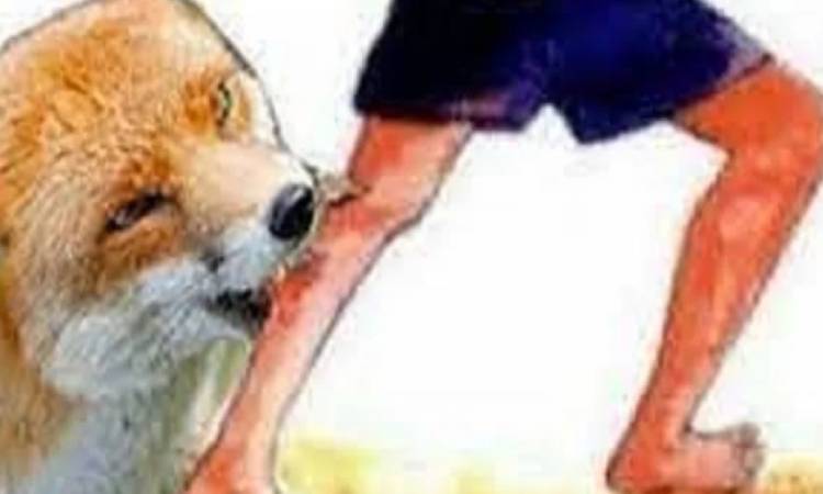 আত্রাইয়ে শিয়ালের কামড়ে তিন নারী-শিশু আহত