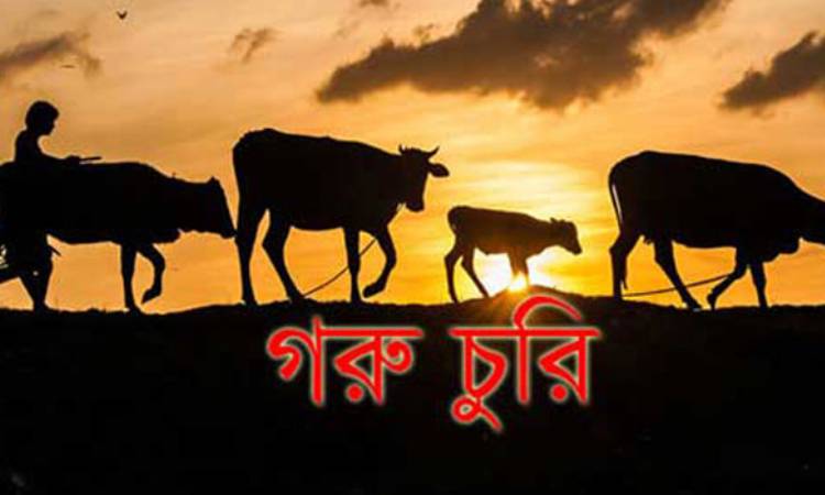 রাণীনগরে খামার থেকে গরু চুরি