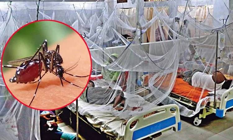 ডেঙ্গুতে আরও একজনের মৃত্যু, হাসপাতালে ভর্তি ৫৭