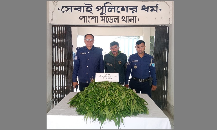 পেঁয়াজ রসুনের সাথে গাঁজার চাষ, চাষী আটক