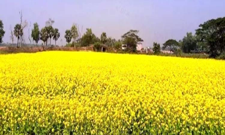 দিগন্ত জোড়া মাঠে সরিষার হলুদ ফুলে রঙিন স্বপ্ন দেখছেন হিলির কৃষকরা
