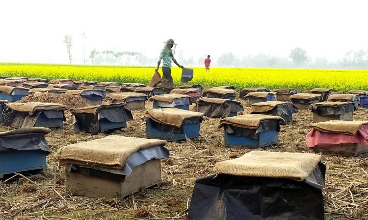 হিলিতে সরিষা ফুলের মধু সংগ্রহে ব্যস্ত মৌয়ালরা