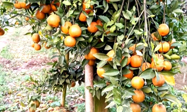 পতিত জমিতে বদরুলের রসালো কমলায় রঙিন হাসি