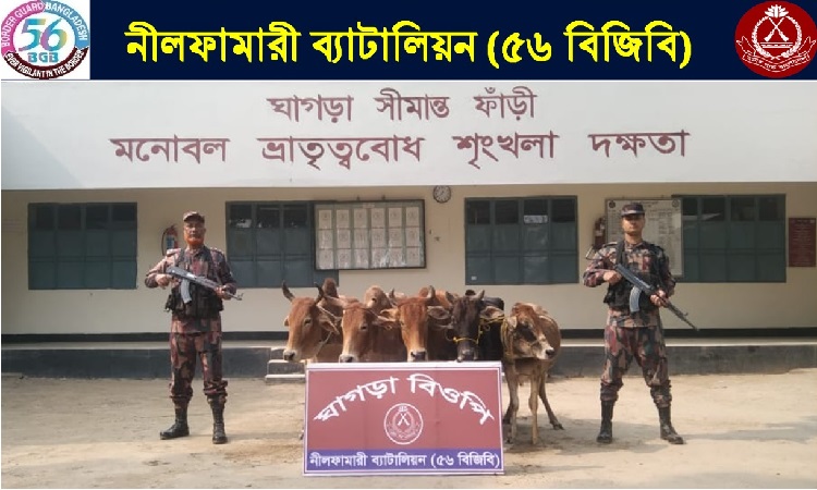 মোমিনপাড়া সীমান্ত থেকে মালিকবিহীন ৫ টি ভারতীয় গরু উদ্ধার