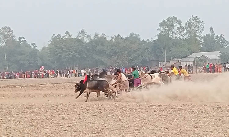 ইসলামপুরে ঐতিহ্যবাহী ষাড় গরুর মই দৌড় খেলা অনুষ্ঠিত