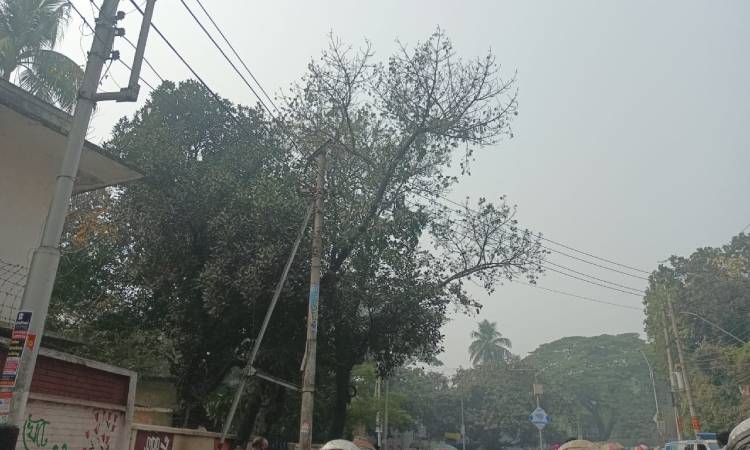 ঢাবি এলাকার গাছে ঝুলতে থাকা লাশের পরিচয় মিলেছে