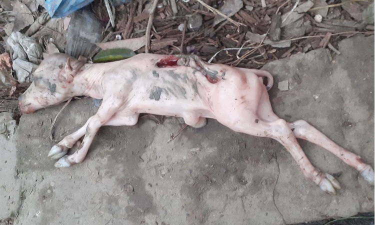 ইন্দুরকানীতে গর্ভের বাচ্চাসহ গরু জবাই করে মাংস বিক্রি