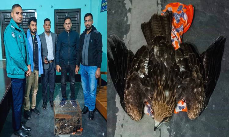 রাজশাহীতে অসুস্থ ঈগল পাখি উদ্ধার বন বিভাগের কাছে হস্তান্তর