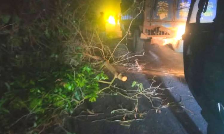 নন্দীগ্রামে সড়কে গাছ ফেলে ডাকাতি
