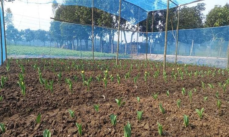 দিনাজপুরে প্রথমবারের মতো চাষ হচ্ছে টিউলিপ