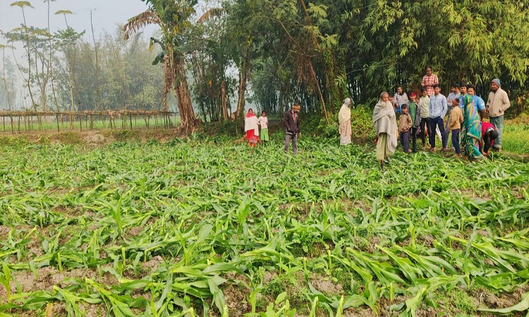 খানসামায় রাতের আঁধারে কৃষকের ভুট্টা গাছ কেটে দিলো দুর্বৃত্তরা