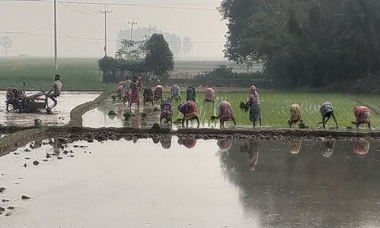 বোরো ধানের চারা রোপণে ব্যস্ত শ্রমিকেরা, খরচ নিয়ে দুশ্চিন্তায় কৃষক