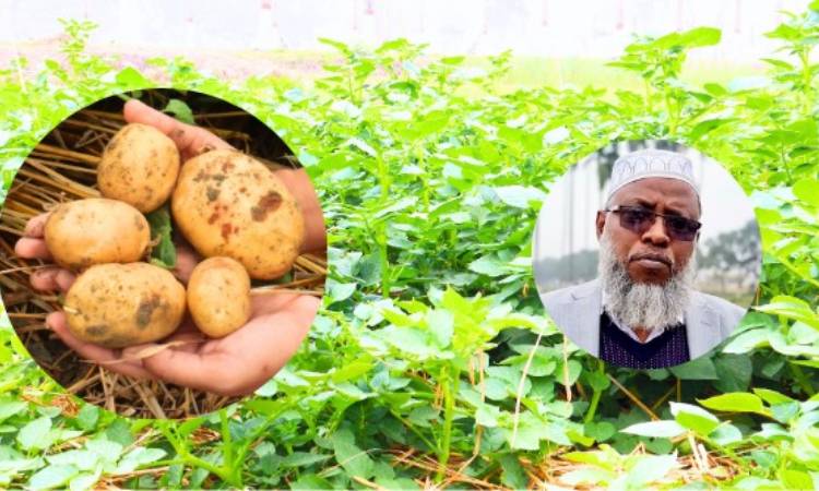 বাকৃবির গবেষণায় ‘বিনা চাষে’ অধিক ফলনের সাফল্য