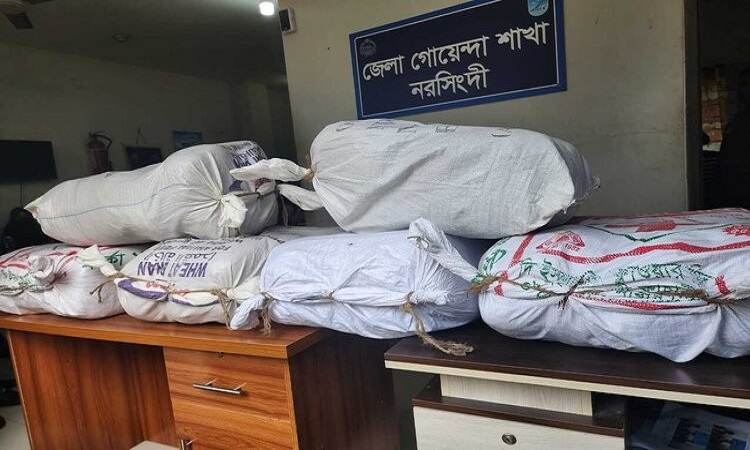 নরসিংদীর শিবপুরে লটকন বাগানে মিলল ৯৬ কেজি গাঁজা