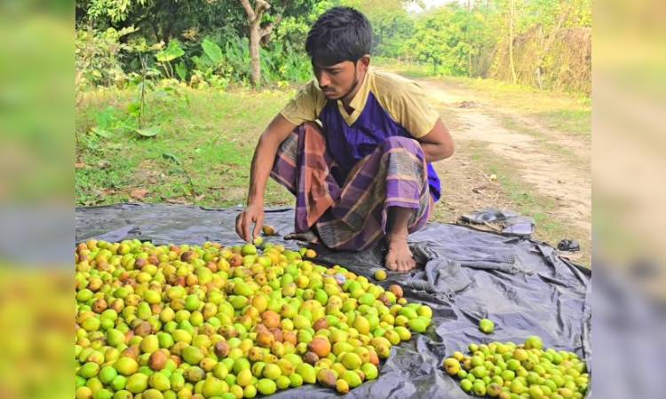 ভুল কীটনাশকে কৃষকের পাঁচ লাখ টাকার বড়াই নষ্ট করার অভিযোগ!
