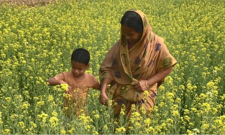 কুড়িগ্রামে সরিষা চাষে ঝুঁকছে কৃষক