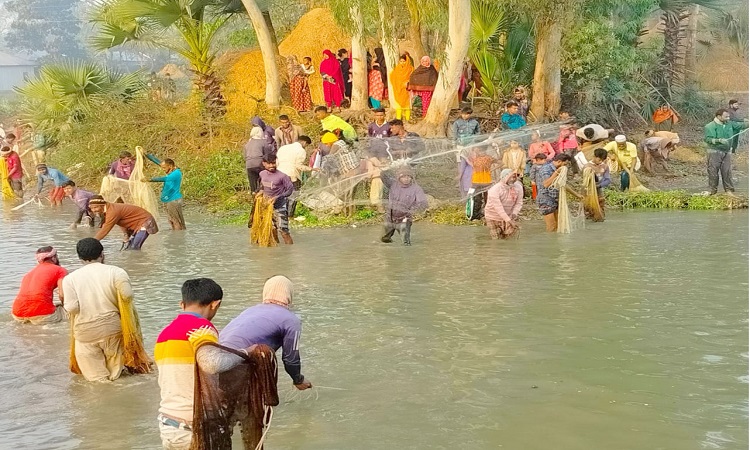 সিংড়ায় আয়োজিত হলো '৮২ বছর' পুরোনো মাছ ধরা উৎসব