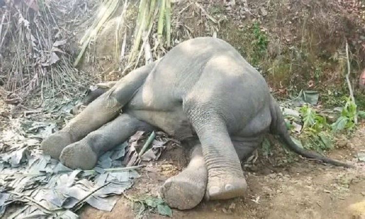 চকরিয়ায় বনাঞ্চল থেকে হাতি মরদেহ উদ্ধার