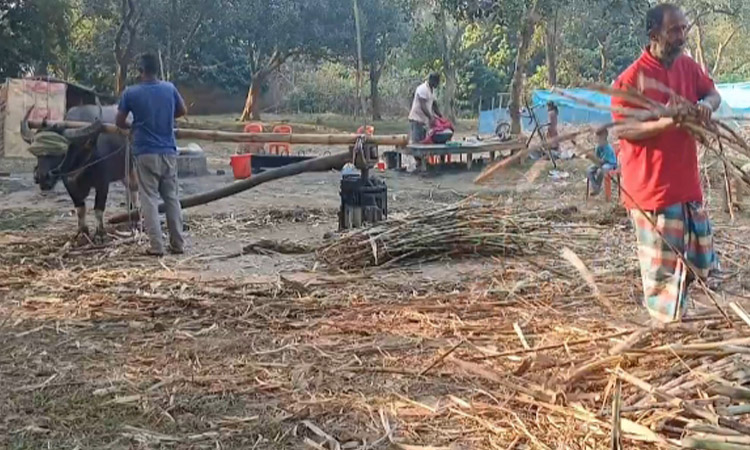 চোখ বাঁধা মহিষের ঘানিতে হচ্ছে কোটি টাকার লালিগুড়