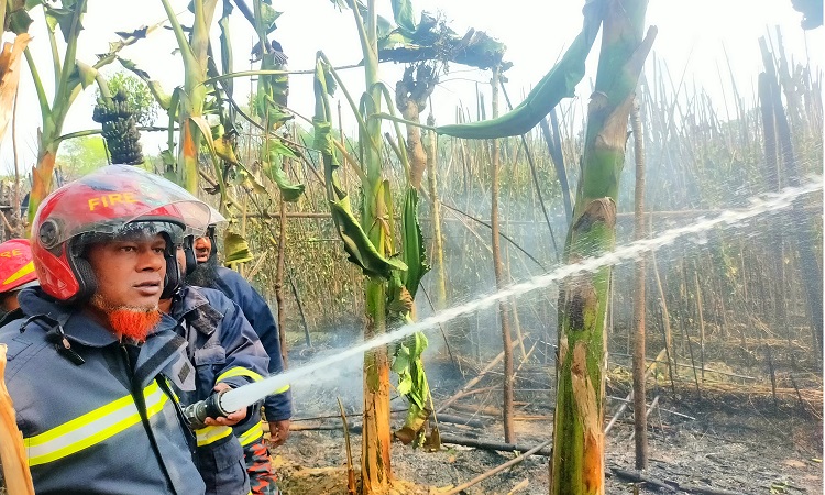 ঝিনাইদহে আগুনে পুড়ে ১২ বিঘা পানের বরজ ছাই