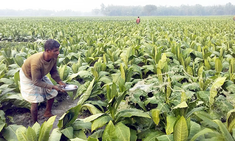 লোভনীয় প্রলোভনে বাড়ছে তামাক চাষ, খাদ্যশস্য উৎপাদন ব্যাহত