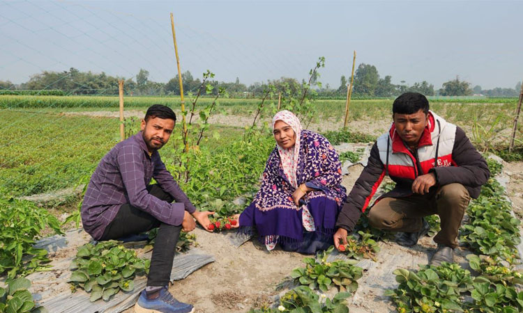 স্ট্রবেরি চাষে প্রথমবারেই বাজিমাত, অল্প পুঁজিতে বেশি লাভ